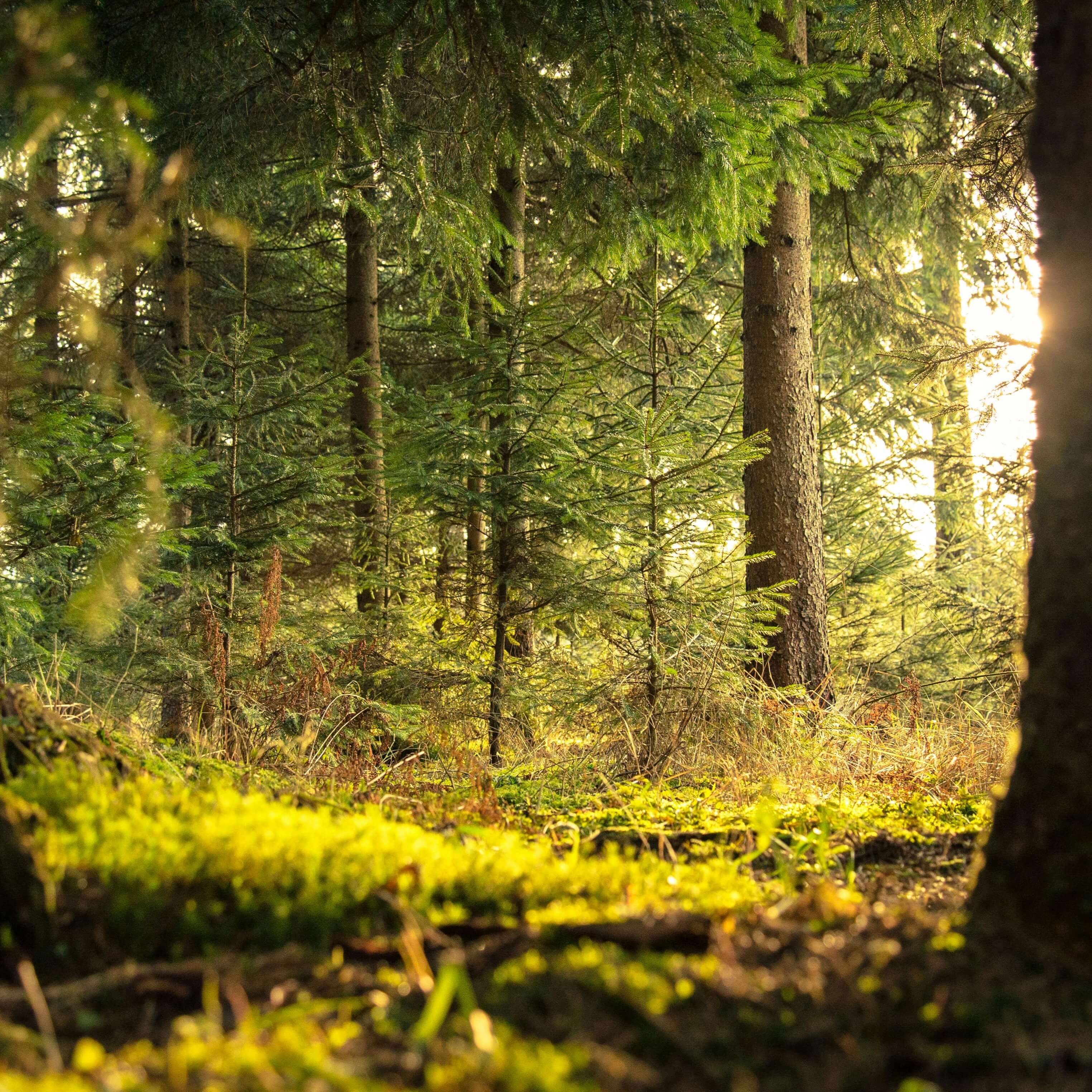 Outdoors whimsey forest
